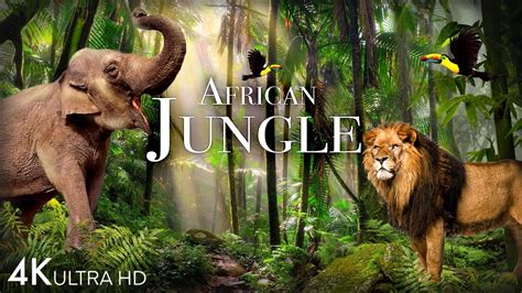 african jungle porn